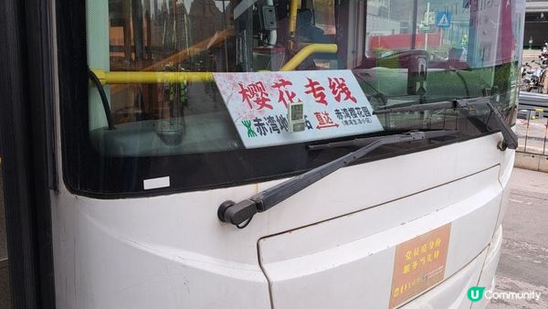 《深圳賞櫻🌸之旅》華英路景觀公園(櫻花列車🚈玻璃觀景台)，小南山公園(赤灣煙墩)