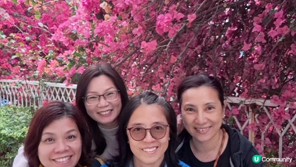 《深圳賞櫻🌸之旅》華英路景觀公園(櫻花列車🚈玻璃觀景台)，小南山公園(赤灣煙墩)