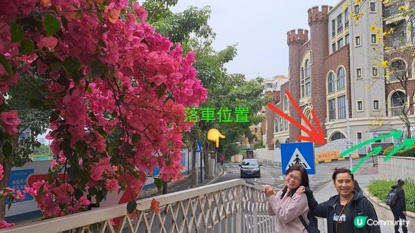 《深圳賞櫻🌸之旅》華英路景觀公園(櫻花列車🚈玻璃觀景台)，小南山公園(赤灣煙墩)