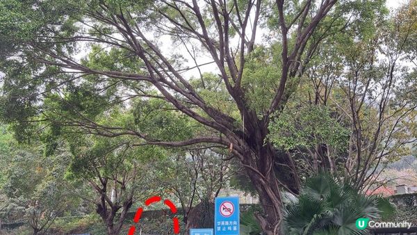 《深圳賞櫻🌸之旅》華英路景觀公園(櫻花列車🚈玻璃觀景台)，小南山公園(赤灣煙墩)