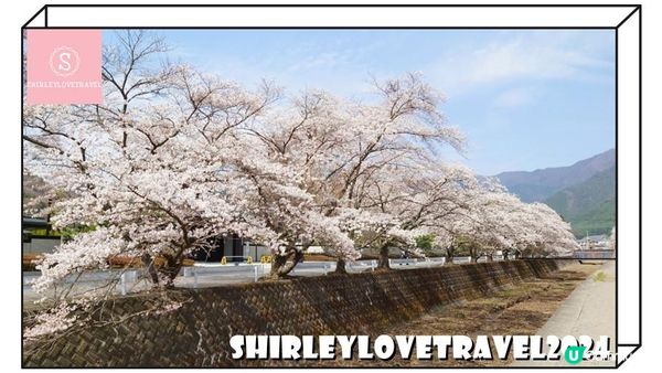 【一個旅囡遊日本】富士山+櫻花美景！3大 日本山梨縣 賞櫻景點 推薦