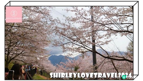 【一個旅囡遊日本】富士山+櫻花美景！3大 日本山梨縣 賞櫻景點 推薦