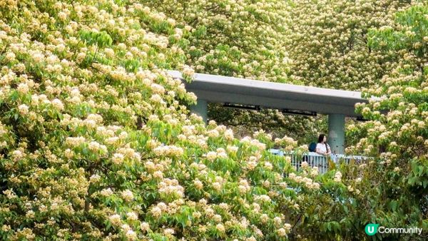 【玩樂】夢幻藍色天橋．魚木花海之季｜文迪．漫遊．慢生活｜