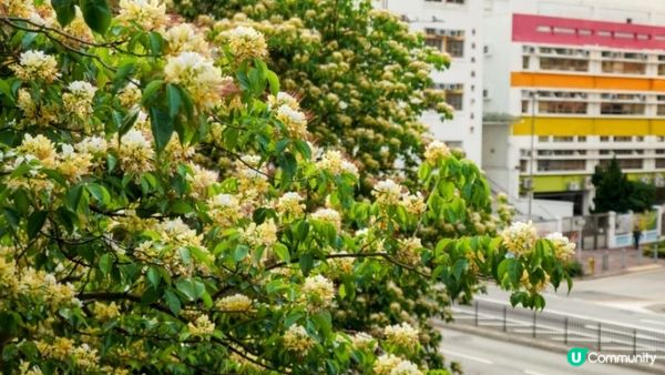 【玩樂】夢幻藍色天橋．魚木花海之季｜文迪．漫遊．慢生活｜