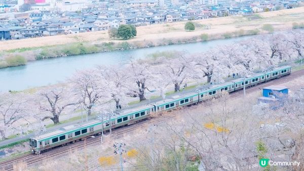 【日本東北】推薦﹗宮城、岩手、秋田、山形 賞櫻名所 （附賞櫻TIPS)