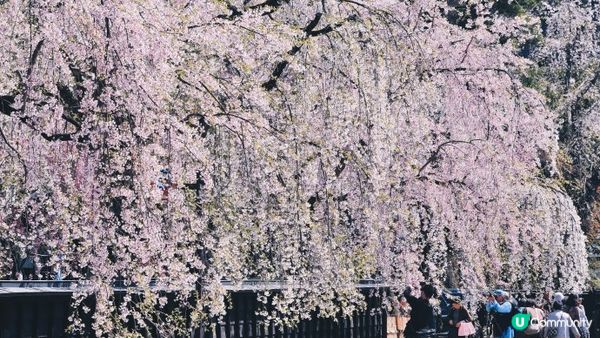 【日本東北】推薦﹗宮城、岩手、秋田、山形 賞櫻名所 （附賞櫻TIPS)