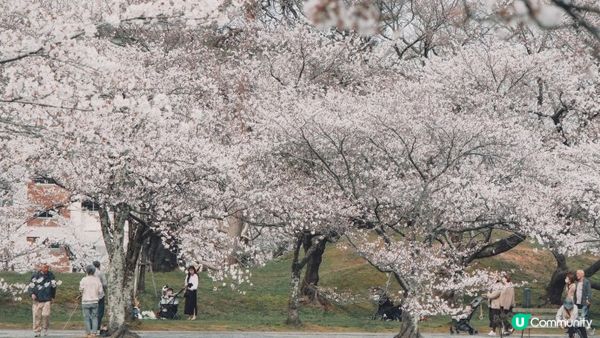 【日本東北】推薦﹗宮城、岩手、秋田、山形 賞櫻名所 （附賞櫻TIPS)