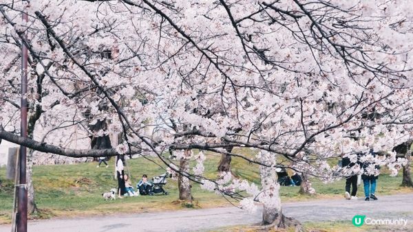 【日本東北】推薦﹗宮城、岩手、秋田、山形 賞櫻名所 （附賞櫻TIPS)