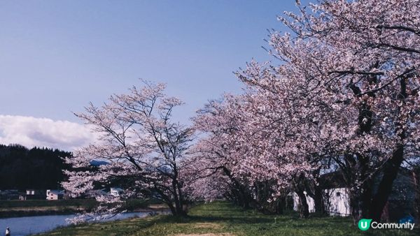 【日本東北】推薦﹗宮城、岩手、秋田、山形 賞櫻名所 （附賞櫻TIPS)