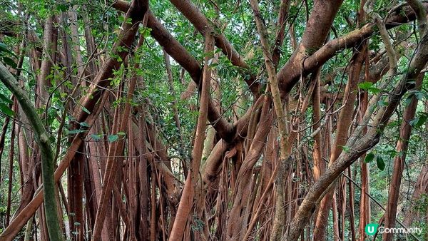 輕鬆沿海景觀引水道路線《赤柱峽道至土地灣石澳道行山篇》
