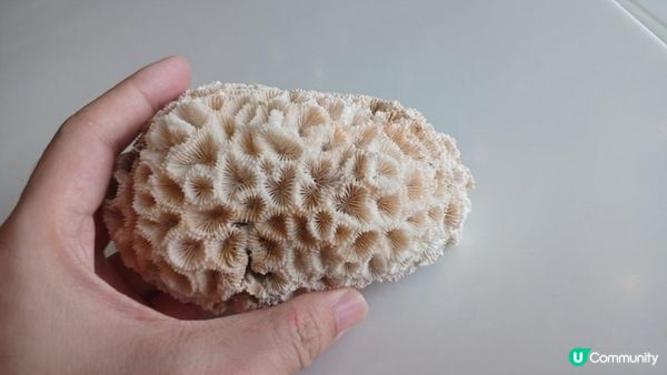 海下灣生態導賞團