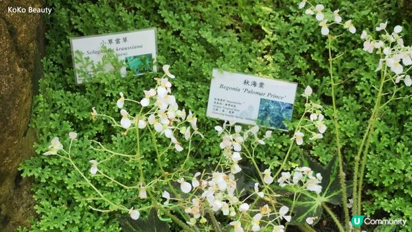 香港公園霍士傑溫室- 裡面有700多株植物