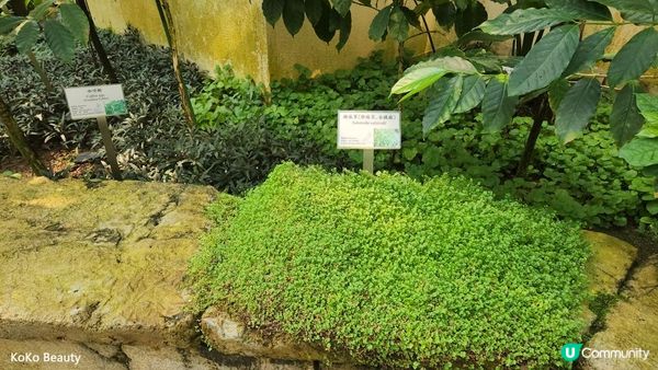 香港公園霍士傑溫室- 裡面有700多株植物