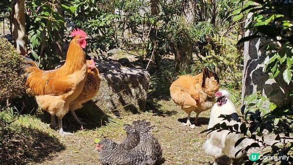 滋賀縣琵琶湖 近江八幡|走地雞cafe|