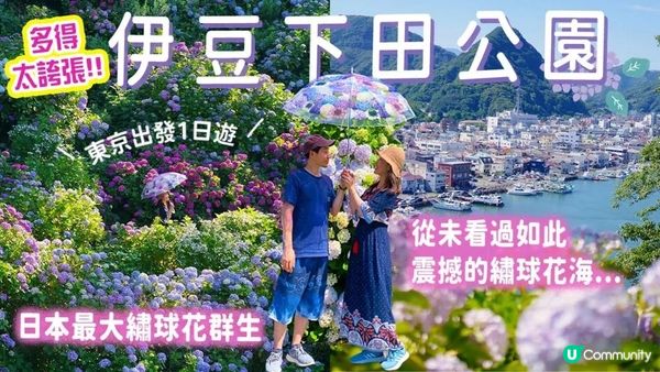 【最新!滿開中】超越鎌倉繡球花!! 伊豆下田公園1日遊💠3百萬朵震撼花海｜必食全條金目鯛😋 日本鎖國&amp;黑船來航｜東京交通&amp;JR PASS攻略 (6.17攝) #日本旅遊 #下田市 #伊豆
