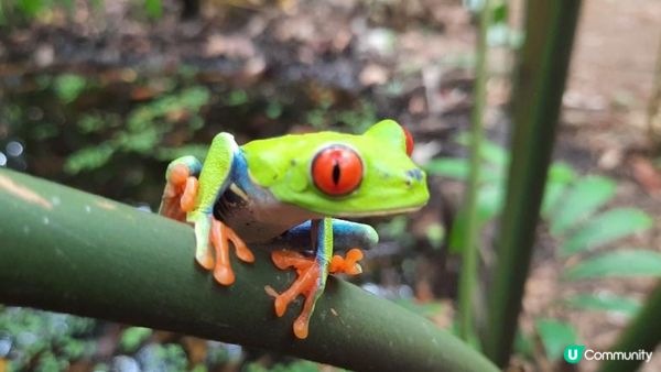 流浪中南美---哥斯達黎加，中美洲綠寶石