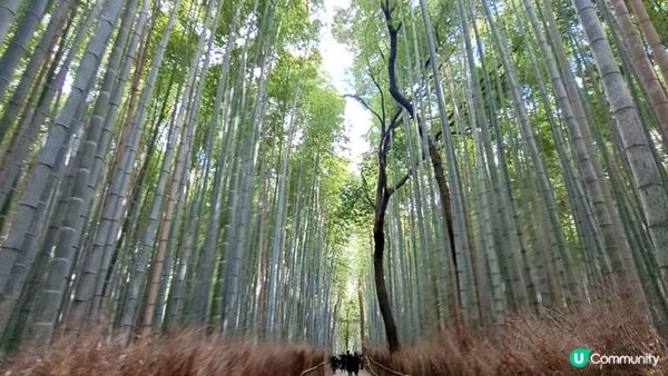 【京都嵐山1日遊行程遊記】