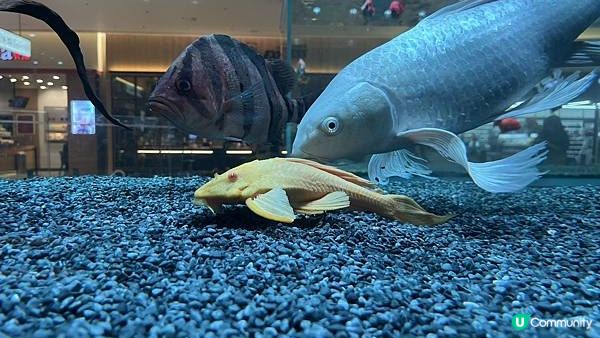 [旅遊]韓國首爾｜ Aqua Garden cafe 樂天百貨水族館咖啡廳