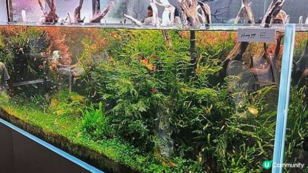 [旅遊]韓國首爾｜ Aqua Garden cafe 樂天百貨水族館咖啡廳