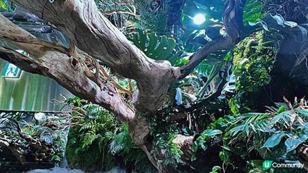 [旅遊]韓國首爾｜ Aqua Garden cafe 樂天百貨水族館咖啡廳