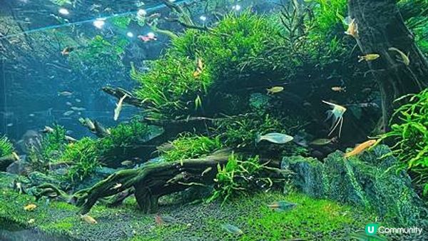 [旅遊]韓國首爾｜ Aqua Garden cafe 樂天百貨水族館咖啡廳