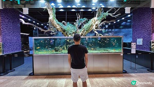 [旅遊]韓國首爾｜ Aqua Garden cafe 樂天百貨水族館咖啡廳