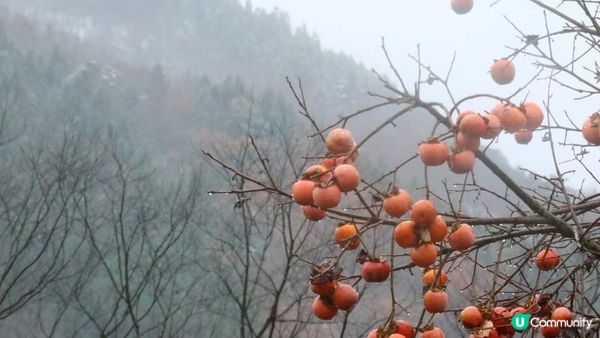 日本名古屋飄紅初雪自駕遊記2023(Day5-6)