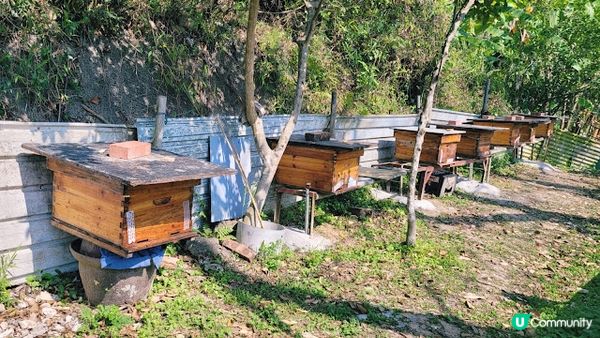 香港沙頭角│谷埔 本地文化深度遊 【啟才學校│傳統客家菜│😋 傳統客家大宅│蘭桂騰芳 客家大宅 】