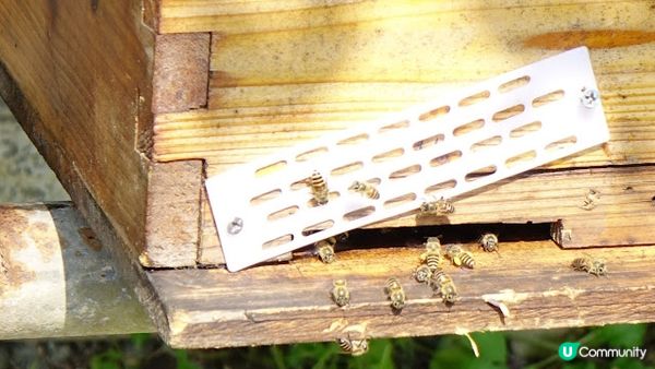 香港沙頭角│谷埔 本地文化深度遊 【啟才學校│傳統客家菜│😋 傳統客家大宅│蘭桂騰芳 客家大宅 】