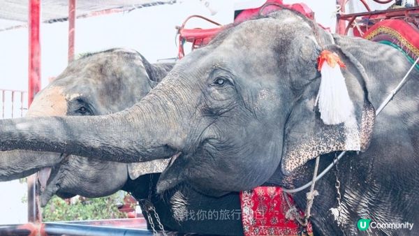 泰國大城（Ayutthaya)吃喝玩樂一天遊