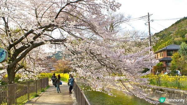 京都必去賞櫻景點7選–醍醐寺、平安神宮、還有……