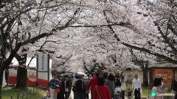 京都必去賞櫻景點7選–醍醐寺、平安神宮、還有……