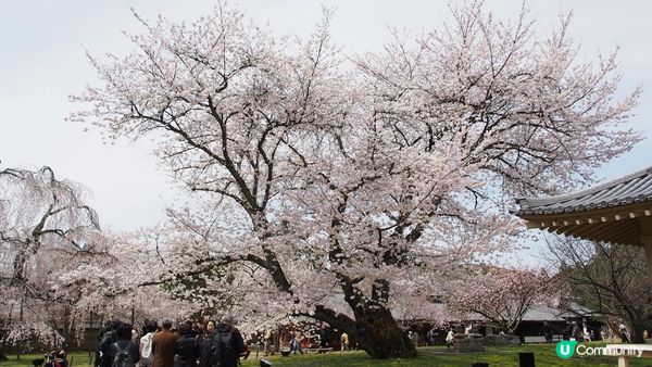 京都必去賞櫻景點7選–醍醐寺、平安神宮、還有……