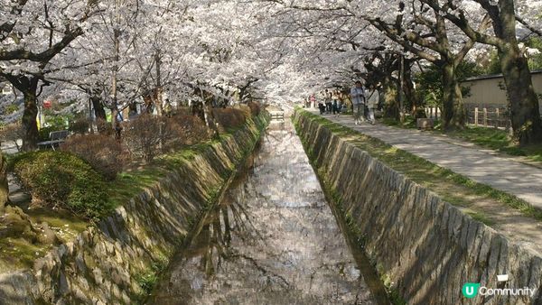 京都必去賞櫻景點7選–醍醐寺、平安神宮、還有……