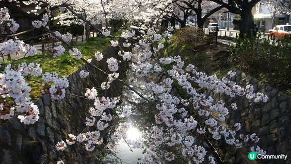 京都必去賞櫻景點7選–醍醐寺、平安神宮、還有……