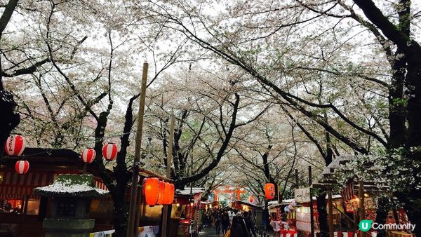 京都必去賞櫻景點7選–醍醐寺、平安神宮、還有……