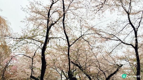 京都必去賞櫻景點7選–醍醐寺、平安神宮、還有……