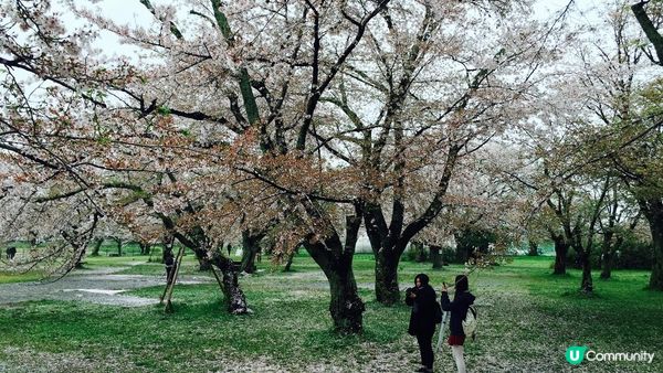 京都必去賞櫻景點7選–醍醐寺、平安神宮、還有……