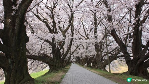 京都必去賞櫻景點7選–醍醐寺、平安神宮、還有……