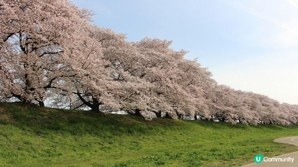 京都必去賞櫻景點7選–醍醐寺、平安神宮、還有……