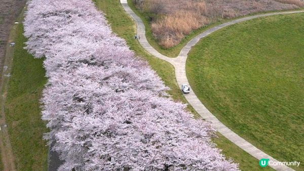 京都必去賞櫻景點7選–醍醐寺、平安神宮、還有……