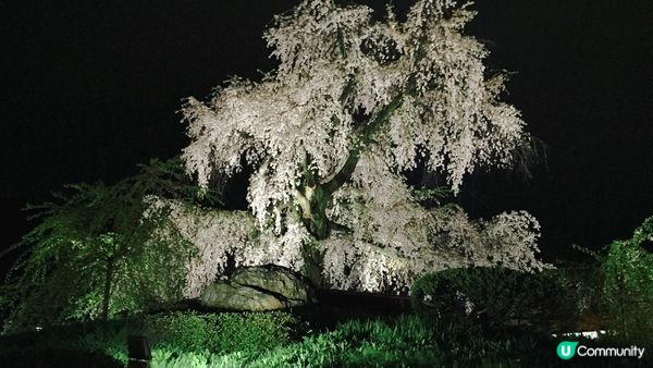 京都必去賞櫻景點7選–醍醐寺、平安神宮、還有……