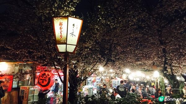 京都必去賞櫻景點7選–醍醐寺、平安神宮、還有……