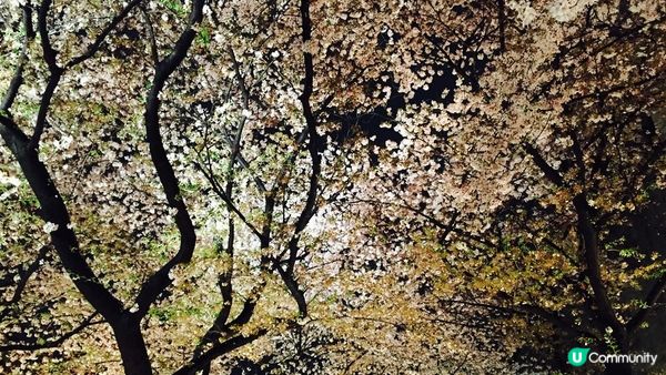 京都必去賞櫻景點7選–醍醐寺、平安神宮、還有……