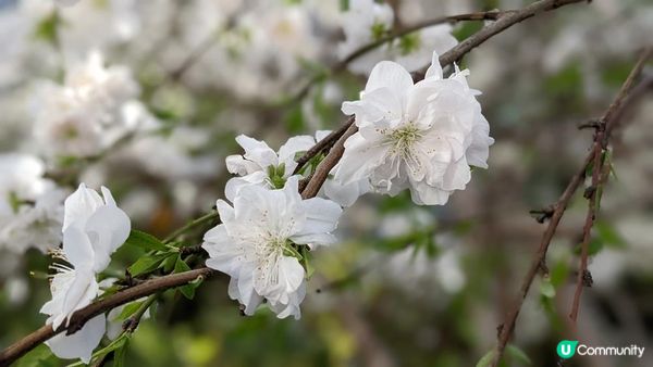 (2023日本最新櫻花開花、滿開時間預報)跟著日本櫻花前線賞櫻去吧!!