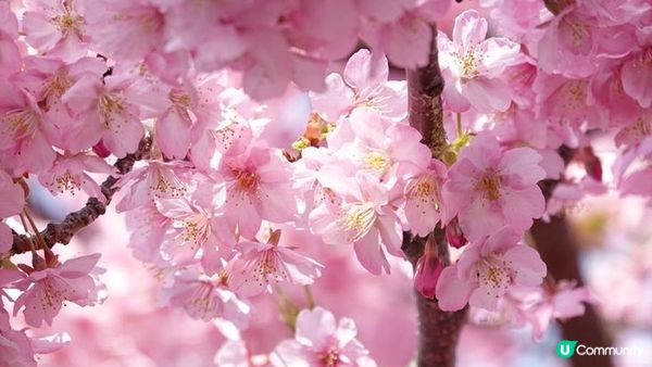 (2023日本最新櫻花開花、滿開時間預報)跟著日本櫻花前線賞櫻去吧!!