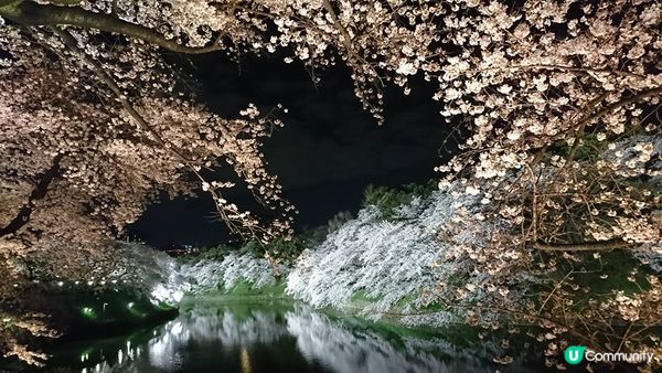 (2023日本最新櫻花開花、滿開時間預報)跟著日本櫻花前線賞櫻去吧!!