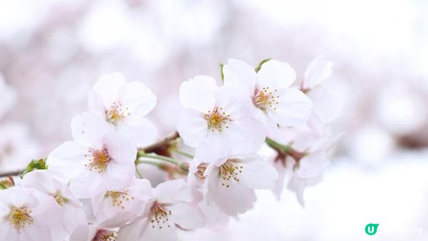 (2023日本最新櫻花開花、滿開時間預報)跟著日本櫻花前線賞櫻去吧!!