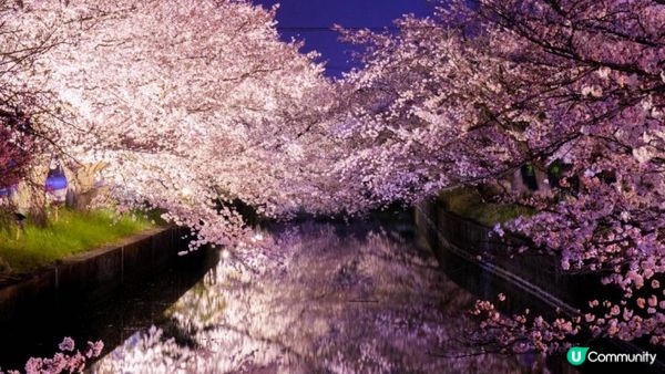 在浪漫櫻花樹下騎乘水上自行車！星野集團BEB5土浦限定活動登場