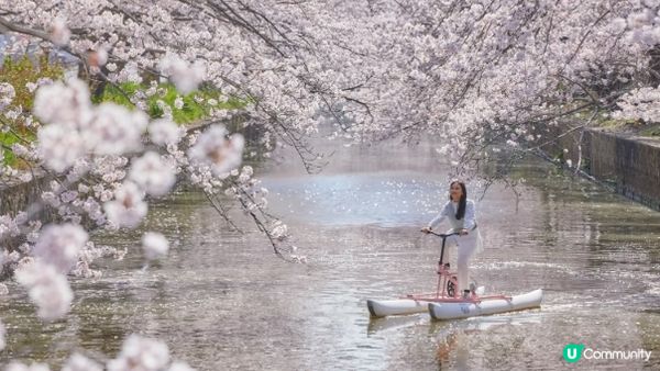 在浪漫櫻花樹下騎乘水上自行車！星野集團BEB5土浦限定活動登場
